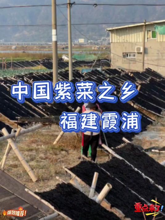 你知道我们吃的紫菜是怎么来的吗？