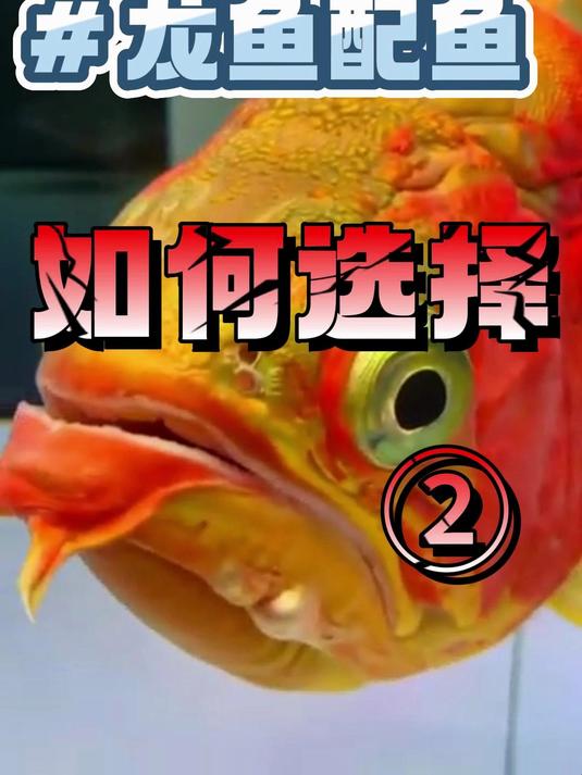 龙鱼配鱼如何选择2.0