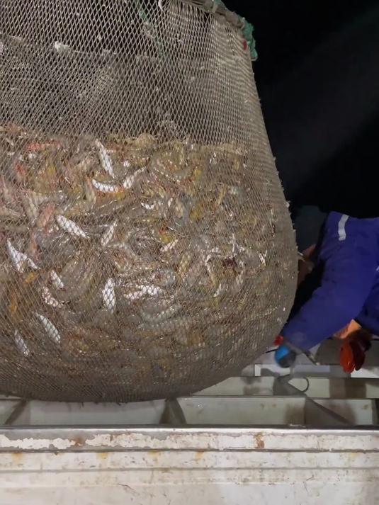 大爆网！全是八个头的大虾