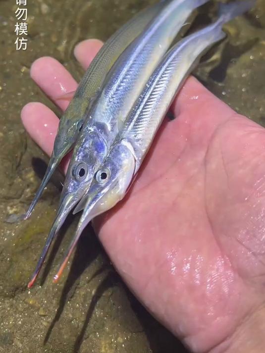 我敢相信没有人认识这种可爱的鱼,但是味道真的太棒了