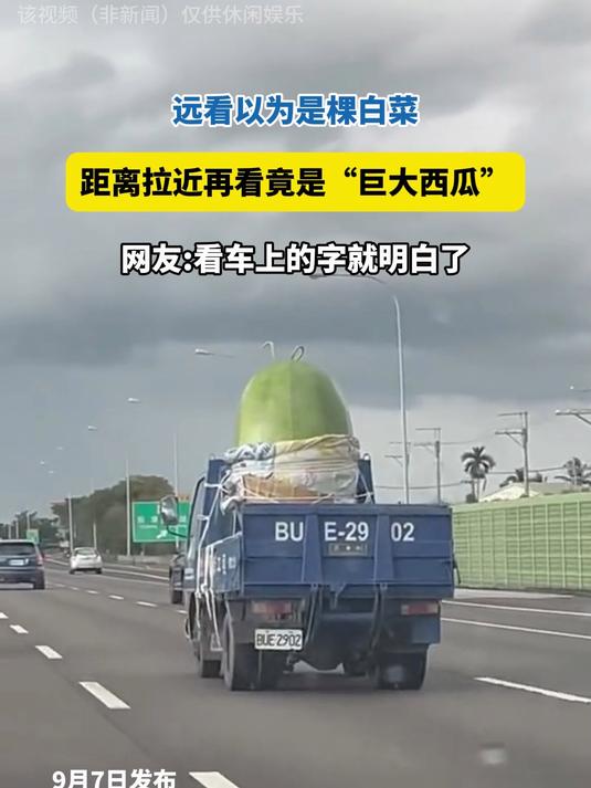 以为是白菜,走近再看竟是“巨大西瓜”,看车上的字就明白了!