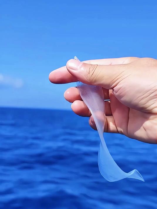带你科普各种鱼#鱼##海洋生物##海鲜美食#
