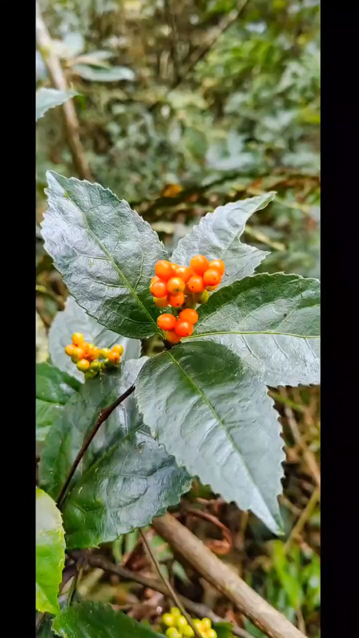 山鸡茶,又叫鸡骨香,叶子和根部淡淡的香味。