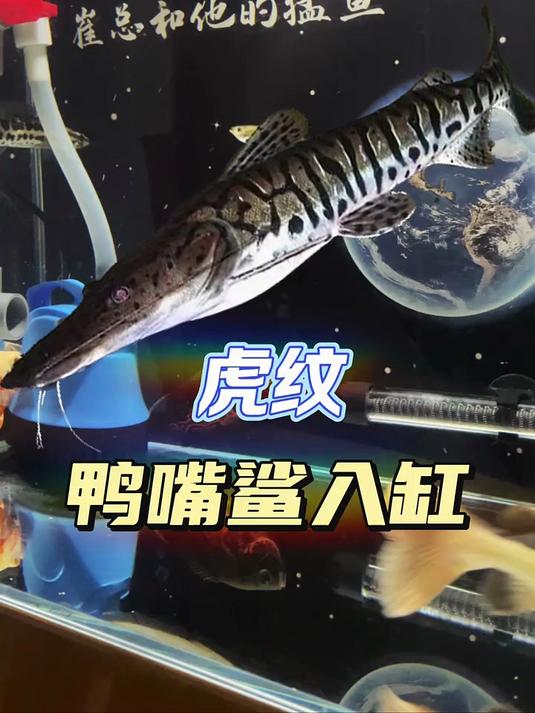 所以想问问大家,虎纹鸭嘴鲨是猛鱼吗?