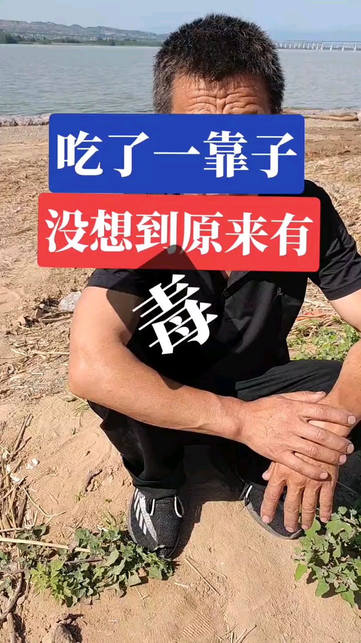 吃野菜要有分辨力红色灰灰菜是有毒的