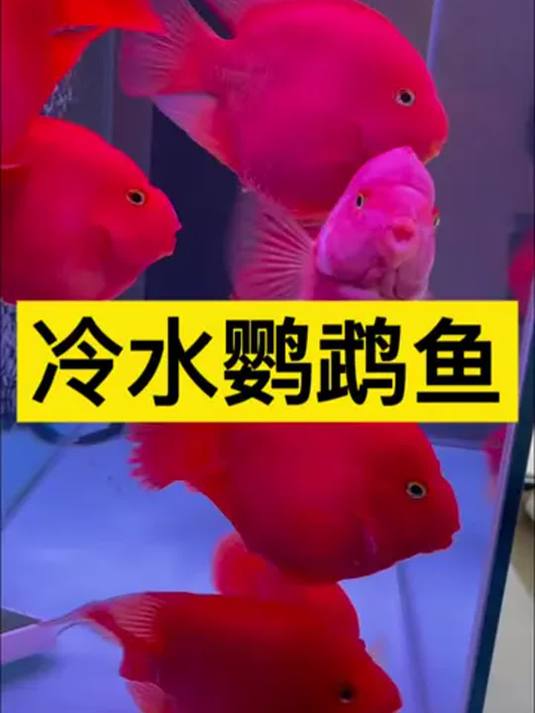 冷水鹦鹉鱼:别样冷水鱼,观赏新宠魅力足