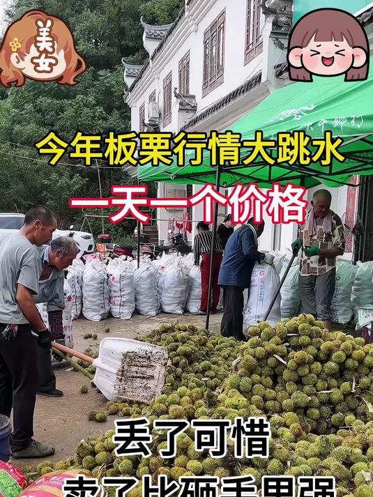 2025新货正宗迁西板栗生新鲜栗子生鲜迁西生栗子大油栗小唐山板粟