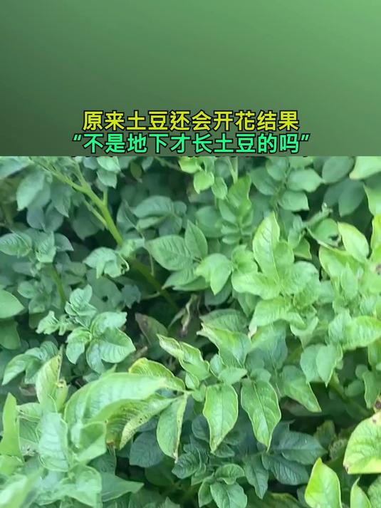 原来土豆还会开花结果,“不是地下才长土豆的吗”?