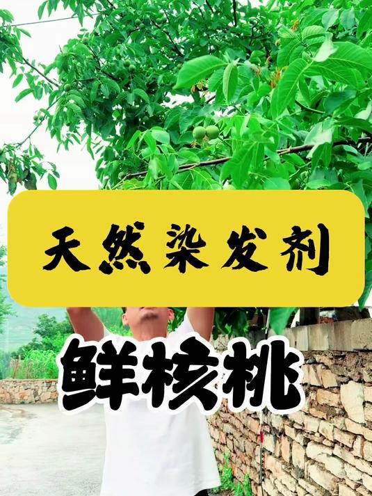 鲜核桃是个宝,天然的染发剂,白发可变金黄色!