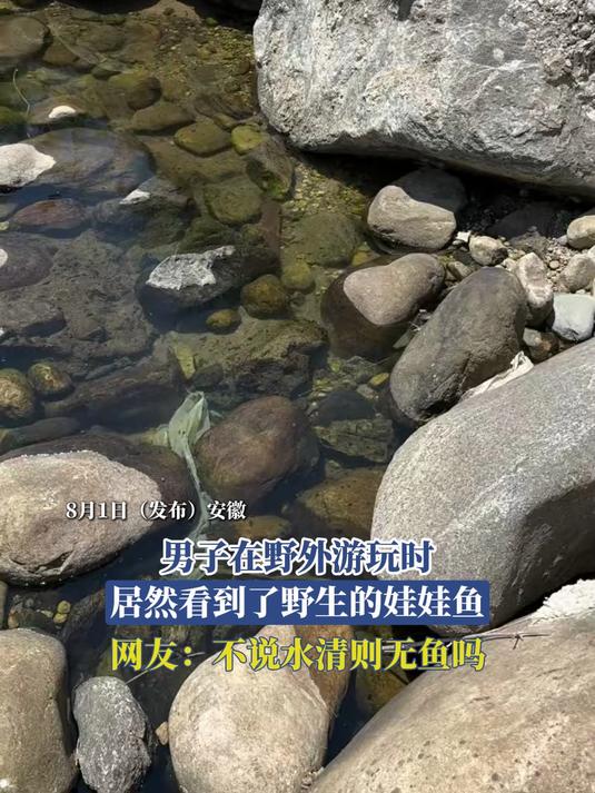 男子在野外游玩时，居然看到了野生的娃娃鱼，不说水清则无鱼吗