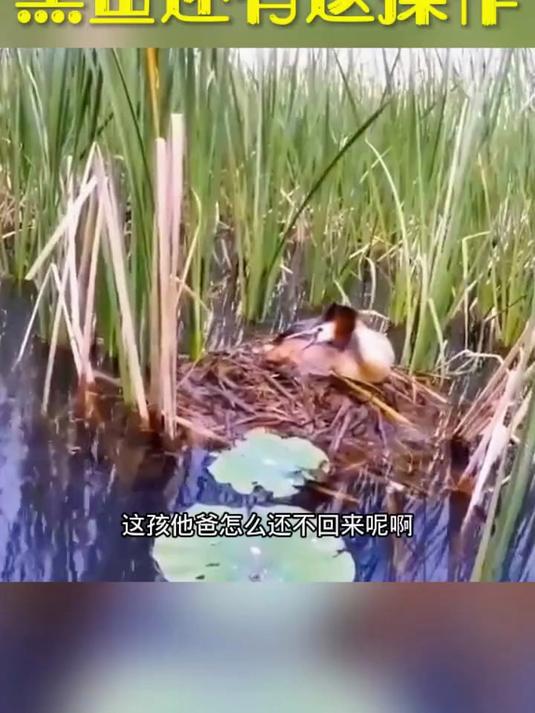 黑鱼还有这操作