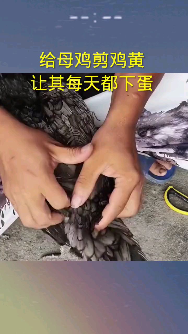 给母鸡剪鸡黄让其每天都下蛋