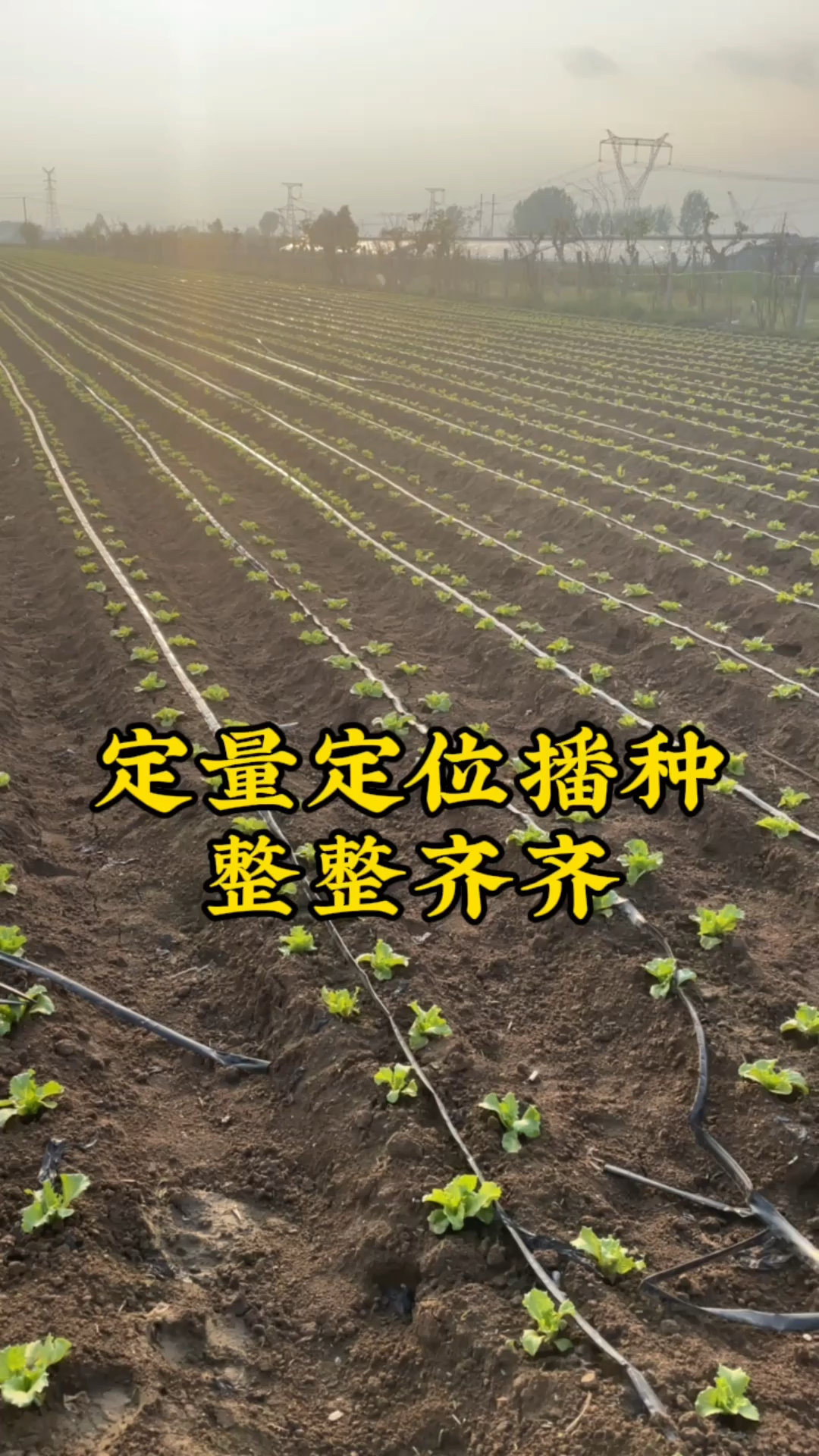 蔬菜药材播种机,种子绳带播种,蔬菜种植好帮手#播种机#育苗机#农业种植