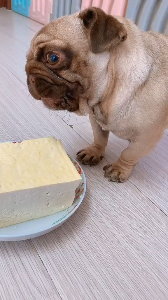 豆腐炖狗肉的