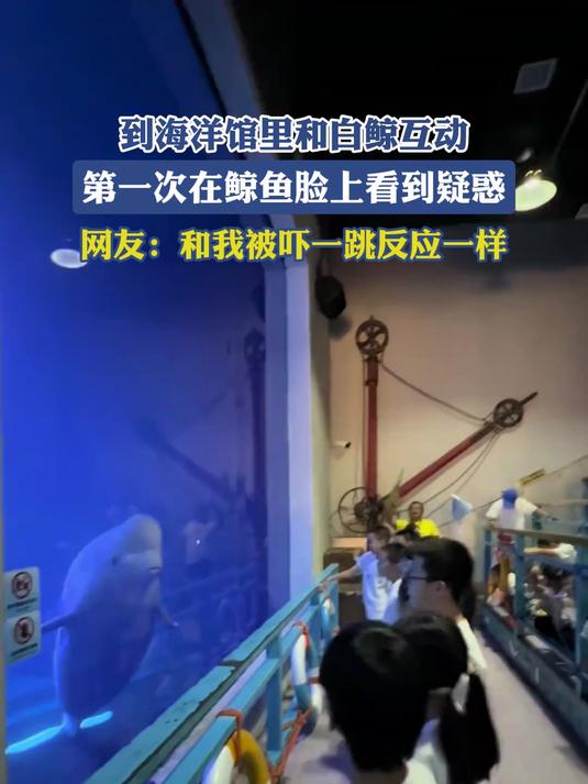 到海洋馆里和白鲸互动，第一次在鲸鱼脸上看到疑惑