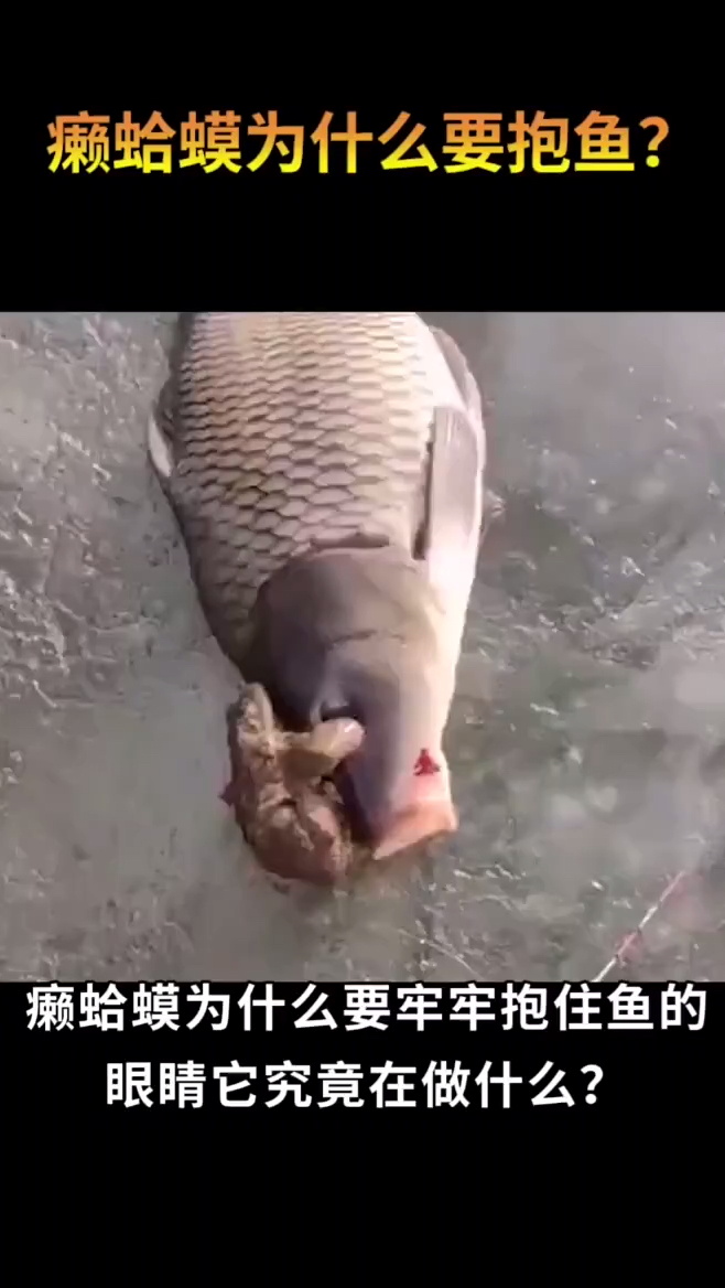 癞蛤蟆为什么要牢牢抱住鱼的眼睛它究竟在做什么?