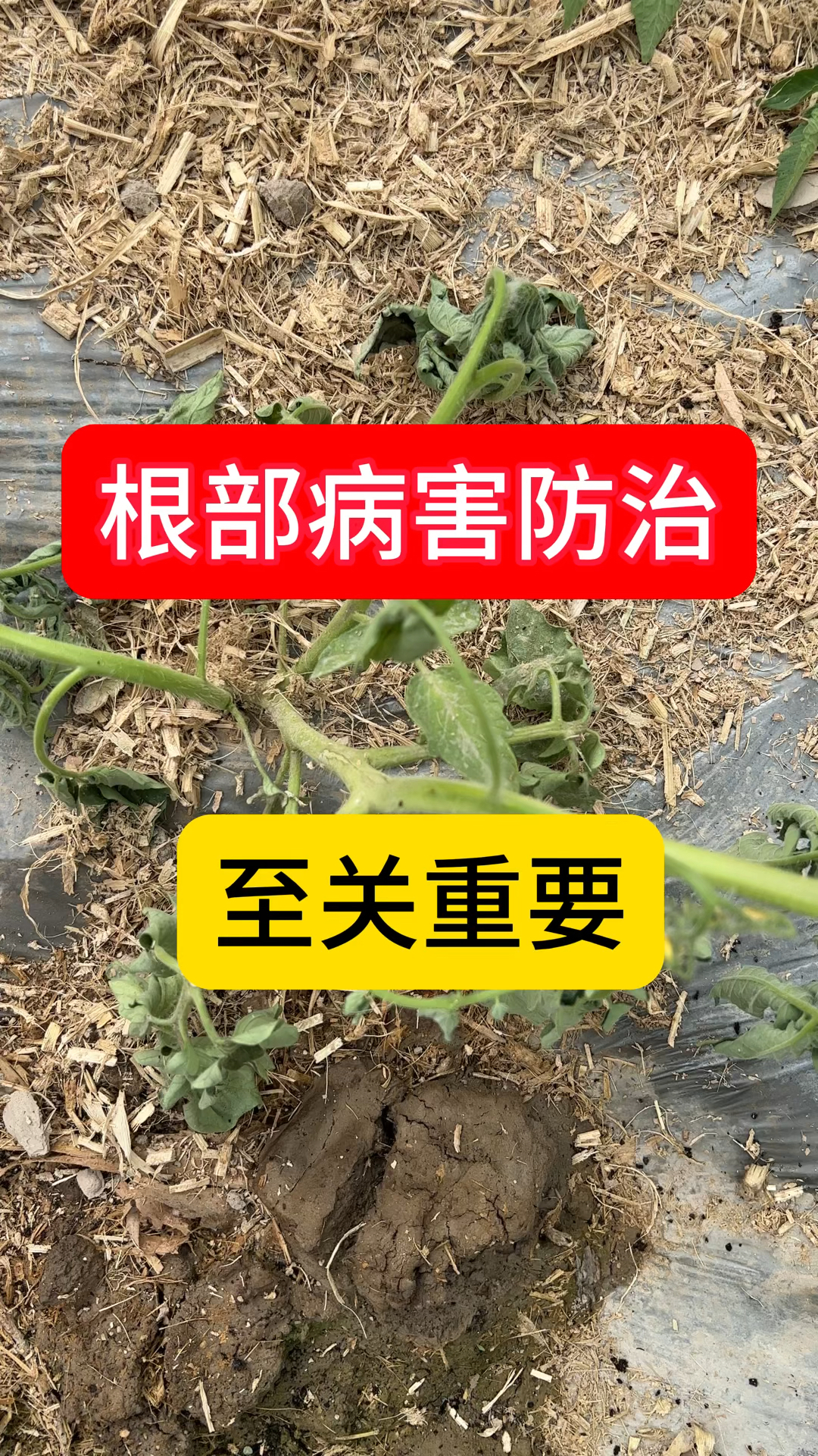根部病害防治至关重要