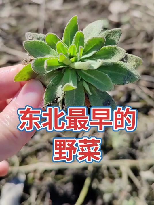 东北最早的野菜,猫耳朵菜