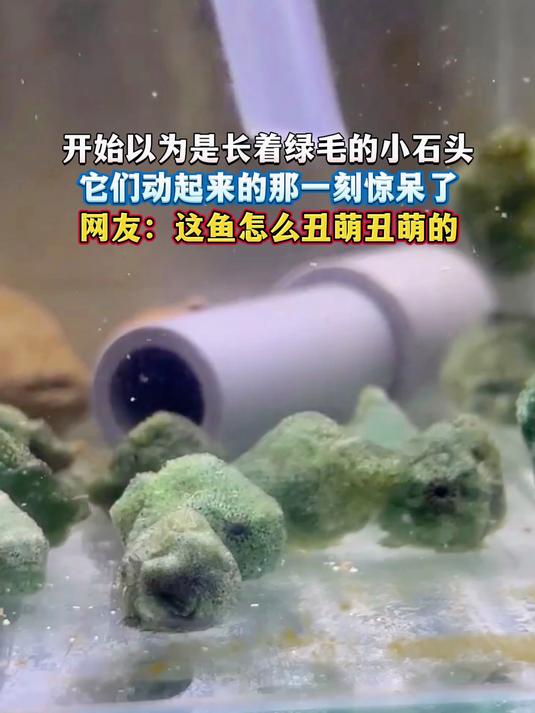开始以为是长着绿毛的小石头,它们动起来的那一刻惊呆了,网友:这鱼怎么丑萌丑萌的