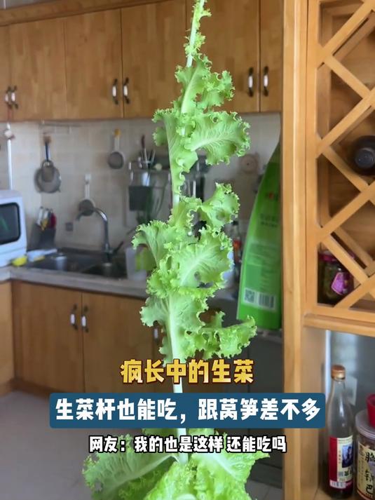 疯长中的生菜,生菜杆也能吃,跟莴笋差不多