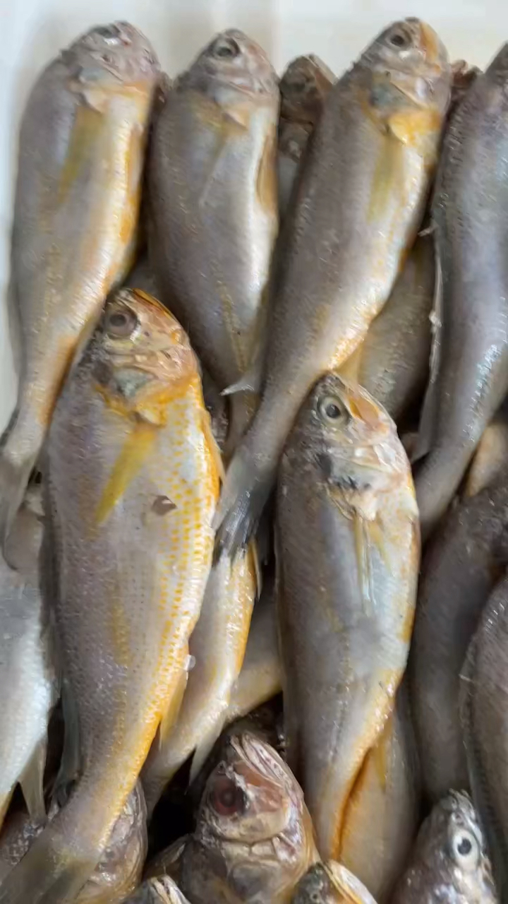 黄花鱼批发,7-9规格,鲜鱼加工,一箱20斤