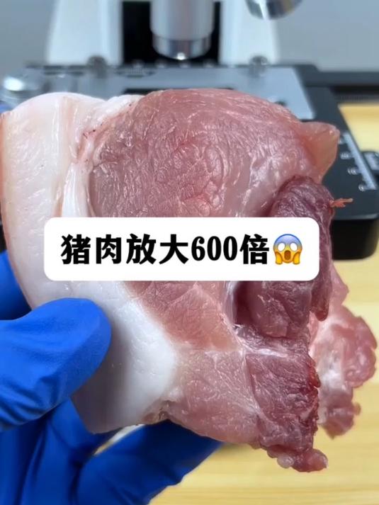 猪肉真有寄生虫吗?显微镜下的世界 猪肉