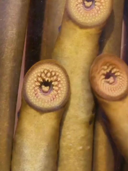 比吸血鬼更狠的生物，七鳃鳗。七鳃鳗 科普 涨知识