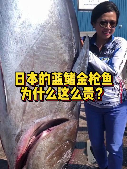 日本的蓝鳍金枪鱼为什么这么贵？蓝鳍金枪鱼知识科普！