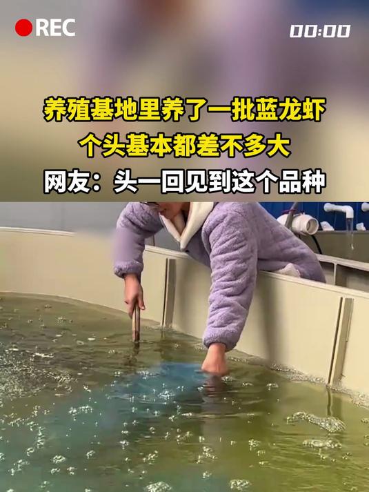 养殖基地里养了一批蓝龙虾,个头基本都差不多大