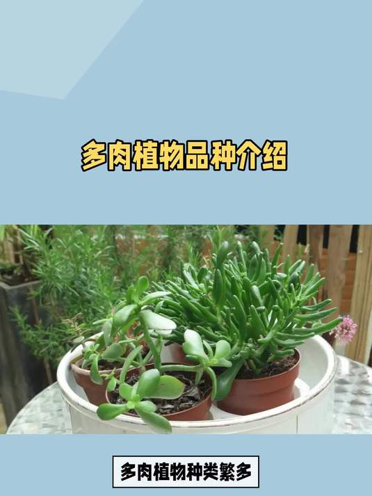 多肉植物品种介绍