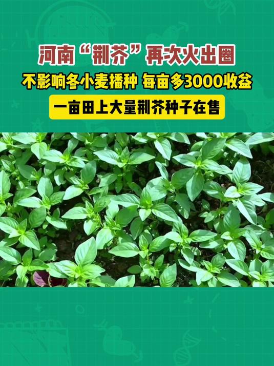 河南“荆芥”再次火出圈,两茬小麦中间播种,每亩多3000收益