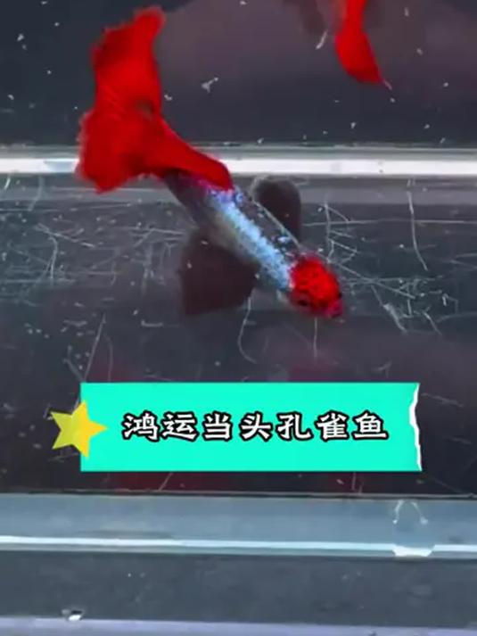 新手养鸿运当头孔雀鱼,好看易养超轻松