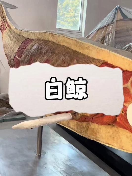 鲸鱼真实标本!白鲸的额头里是什么?
