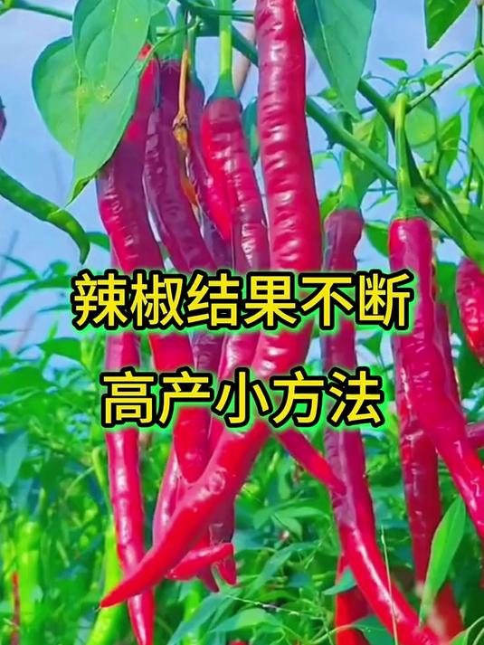 蔬菜高产丰收的小窍门