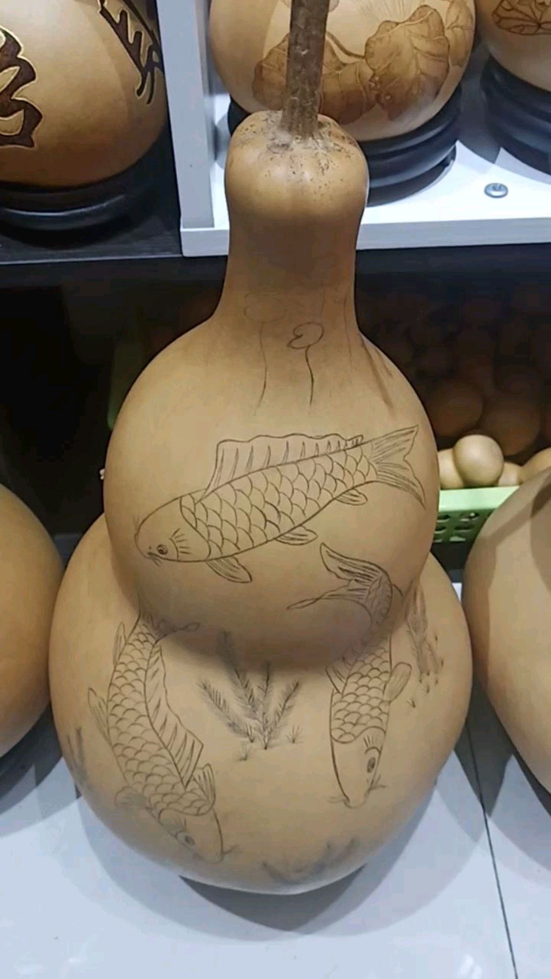 葫芦世界鲤鱼底稿