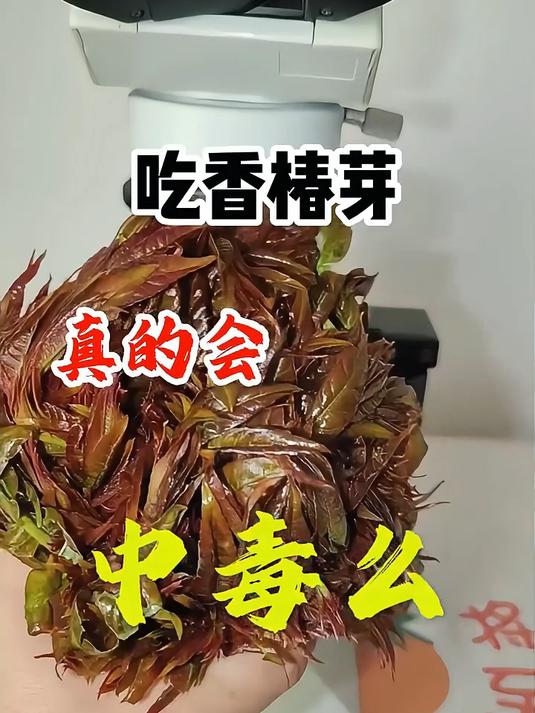吃香椿芽,真的会中毒么