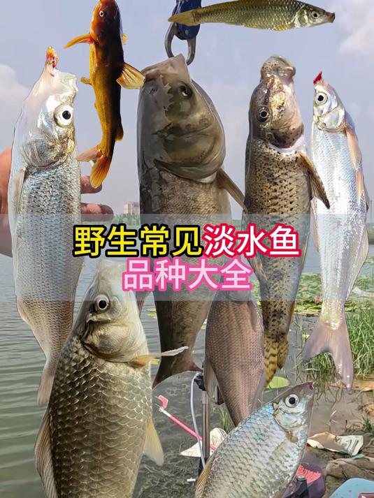 野生常见淡水鱼大全