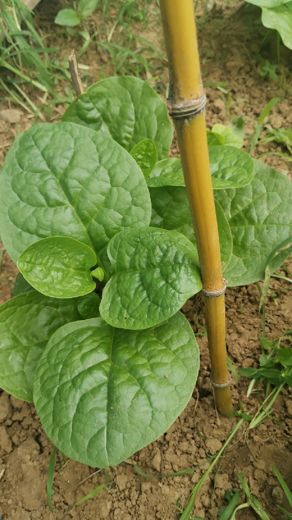 木耳菜怎样采收,一直吃不完