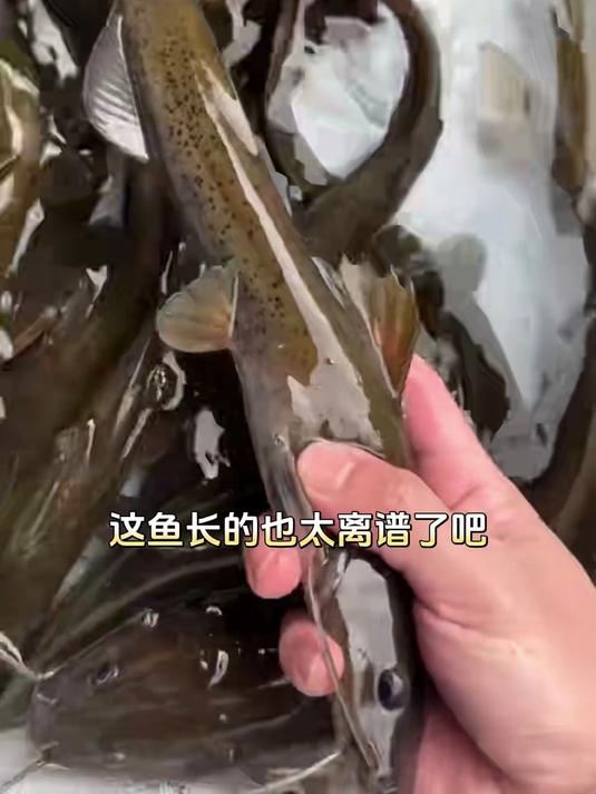 4月24日溪流里的石板条鱼1