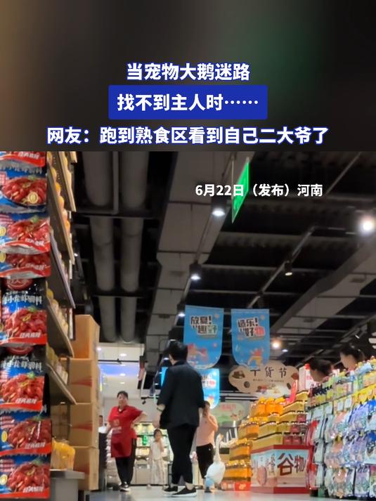 当宠物大鹅迷路,找不到主人时……网友:跑到熟食区看到自己爷了