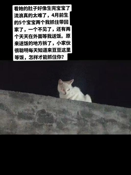 好多天没见的斗鸡眼出现了