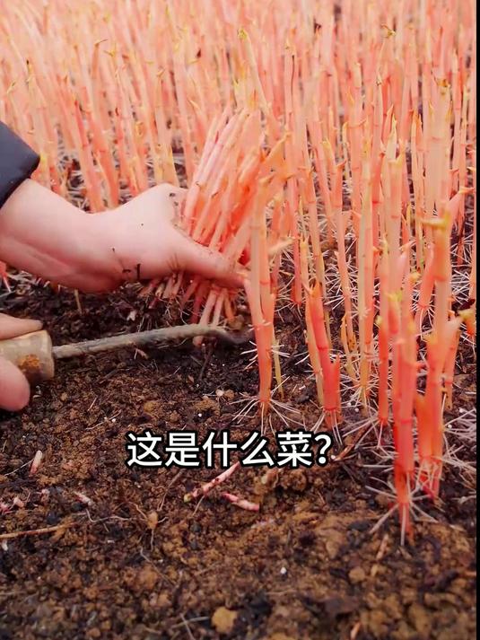 83. “蔬菜大合集”一口气认识100种蔬菜，你都吃过几种？#蔬菜# #野菜# #涨见识#