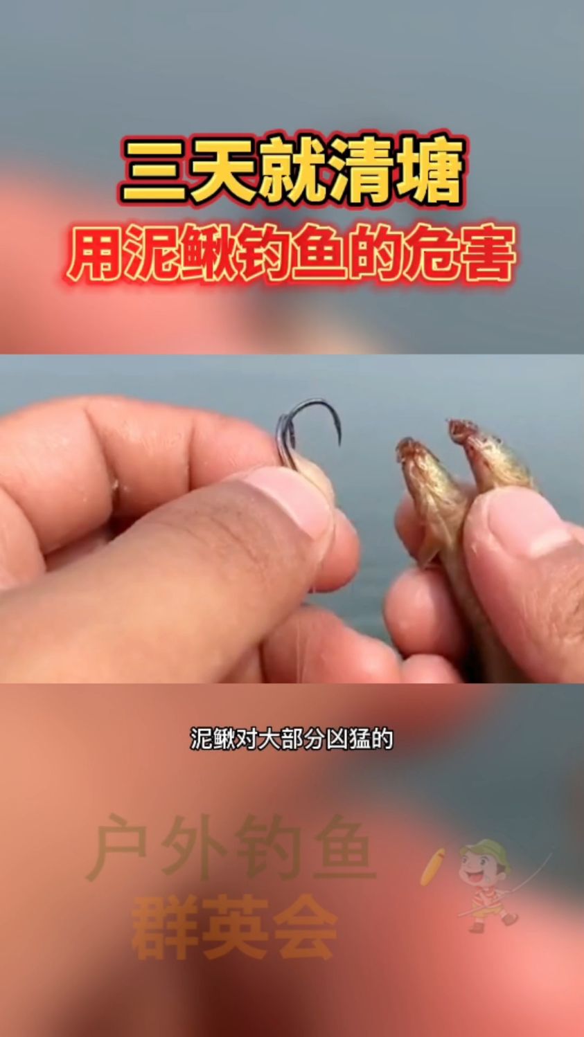 你知道为什么禁止使用泥鳅钓鱼吗?用泥鳅钓鱼的危害