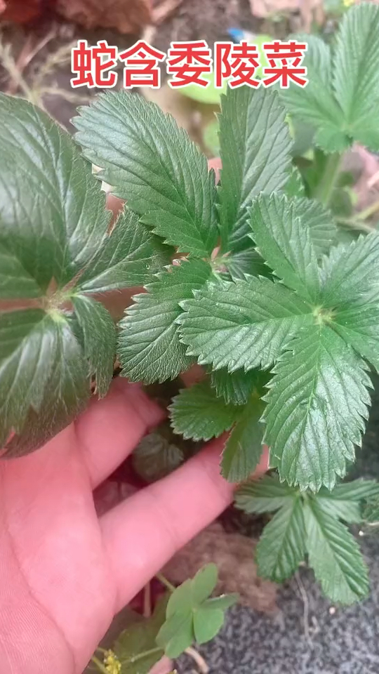 #蛇含委陵菜#药用植物#五虎下山