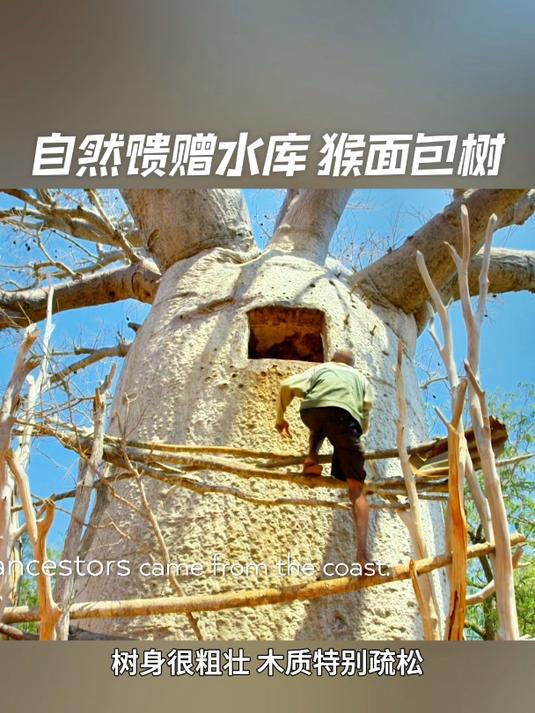 非洲猴面包树,不仅能当水缸用,还能够当房子住!