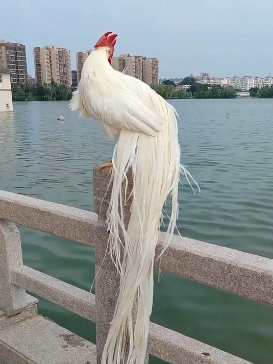 这是什么鸡 带你认识十大观赏鸡