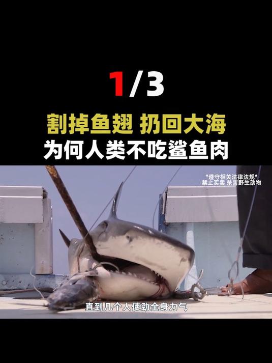 被割掉鱼翅的鲨鱼,放回海中还能活多久?为何人类不吃鲨鱼肉?