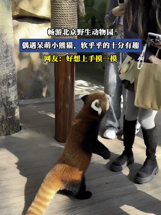 #北京范儿夏趣京游季#畅游北京野生动物园，偶遇呆萌小熊猫，软乎乎的十分有趣