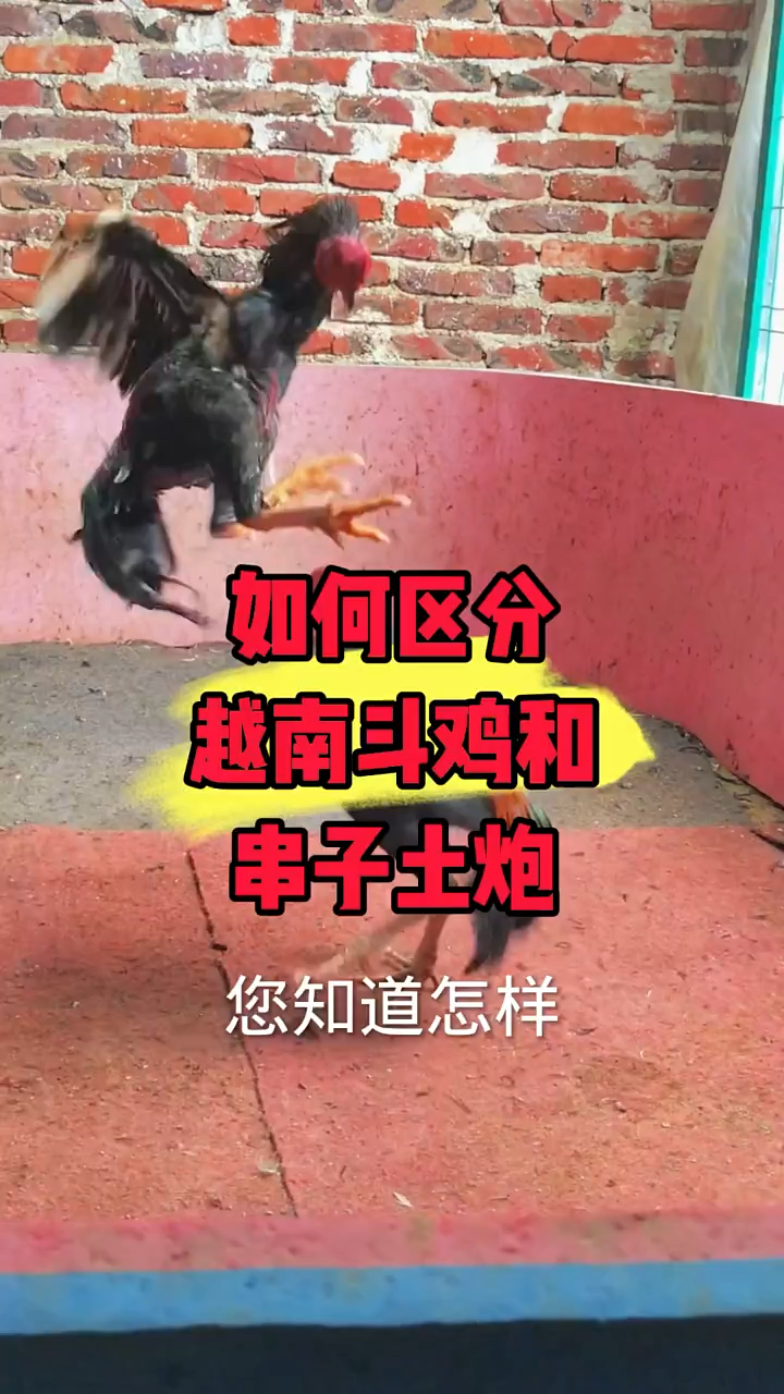 如何区分越南斗鸡和串子土炮