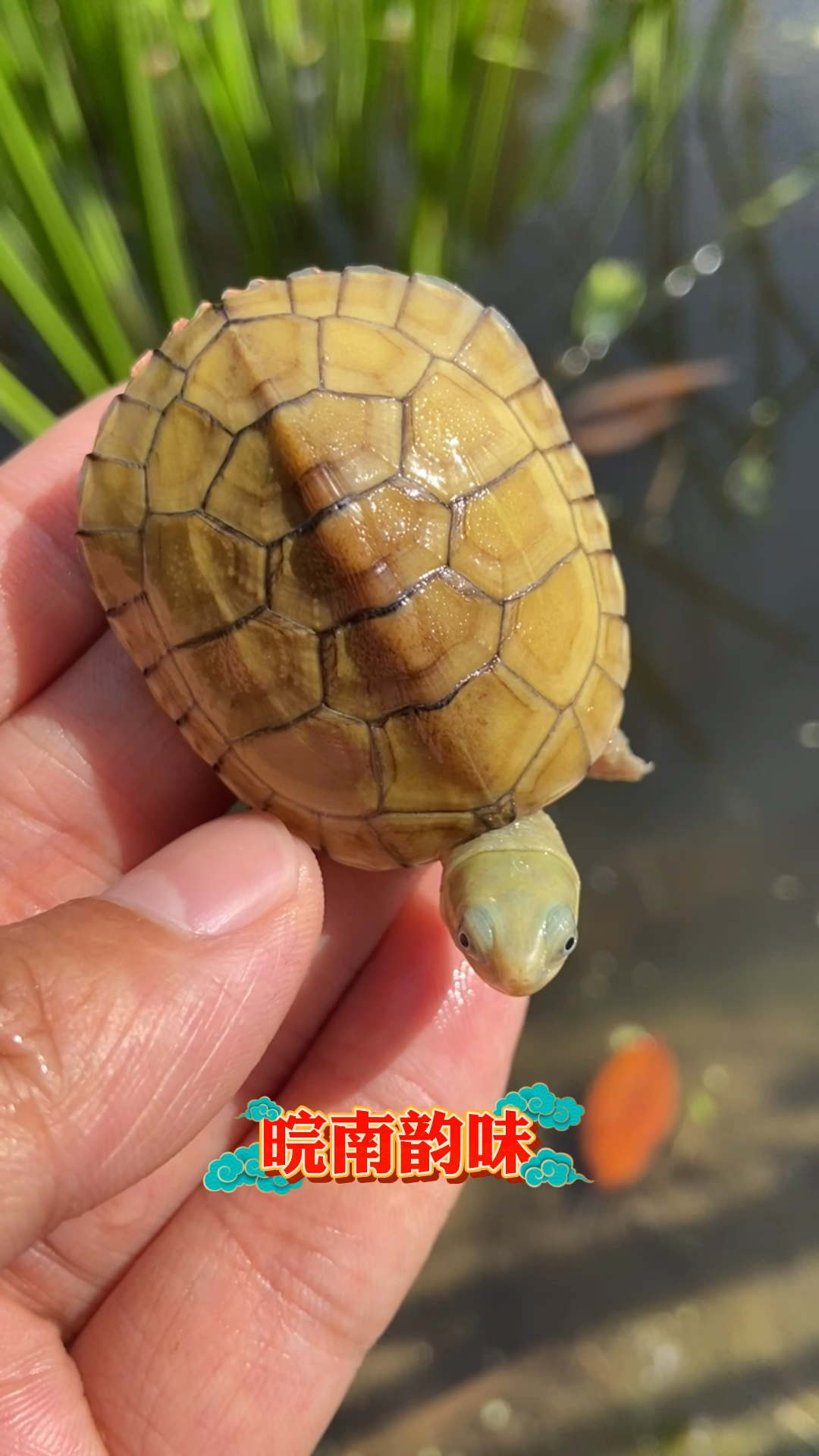 皖南黄喉龟发色后,壳色醇黄厚重,头色青里带金,背线细腻,俗称三黄小青